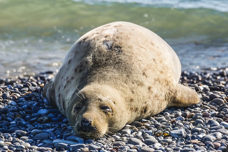 Galaxy Seal